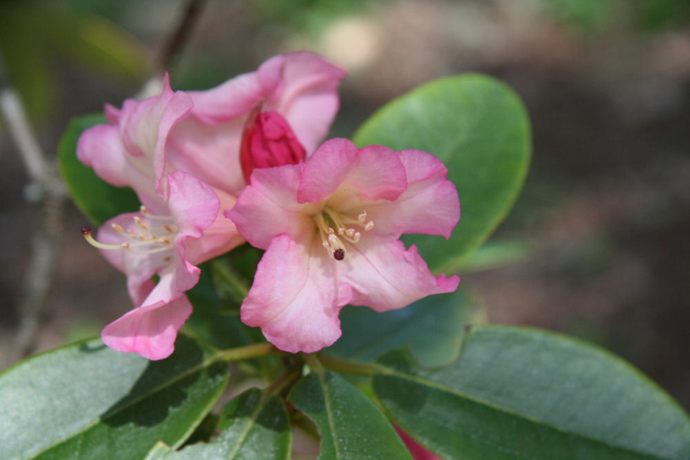 Rhododendron 2 at Our Pleasant Hill Home