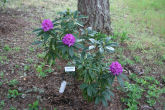 Rhododendron 3