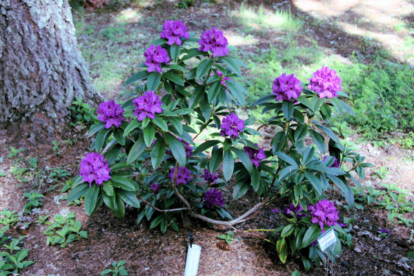 Rhododendron 3