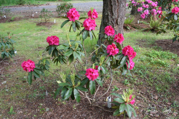 Rhododendron 4