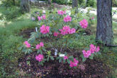 Rhododendron 6