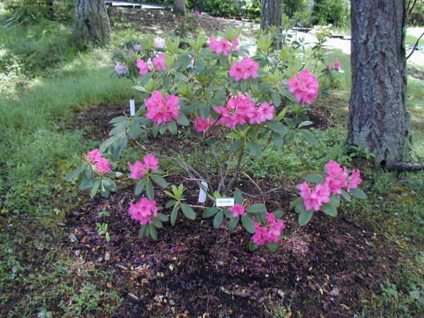 Rhododendron 6