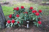 Rhododendron 7