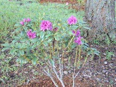 Rhododendron 8