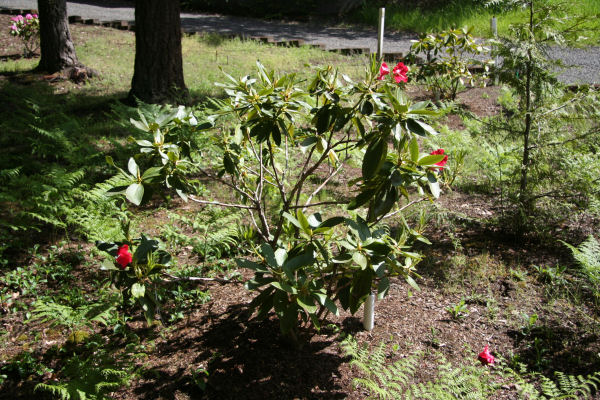 Rhododendron 11