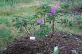 Rhododendron 13