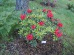 Rhododendron 22