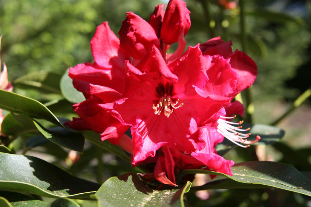 Rhododendron 24 at Our Pleasant Hill Home