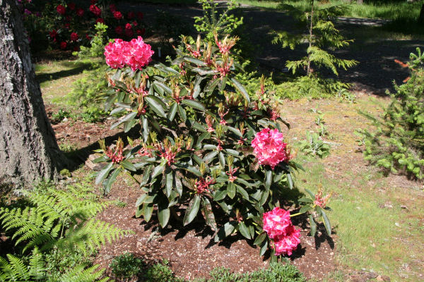 Rhododendron