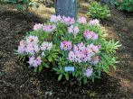 Rhododendron 28