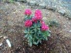 Rhododendron 29