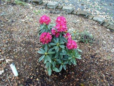 Rhododendron 29