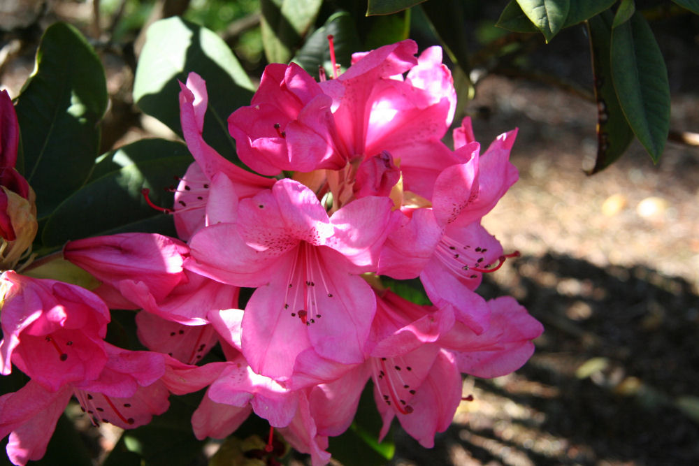 Rhododendron 31 at Our Pleasant Hill Home