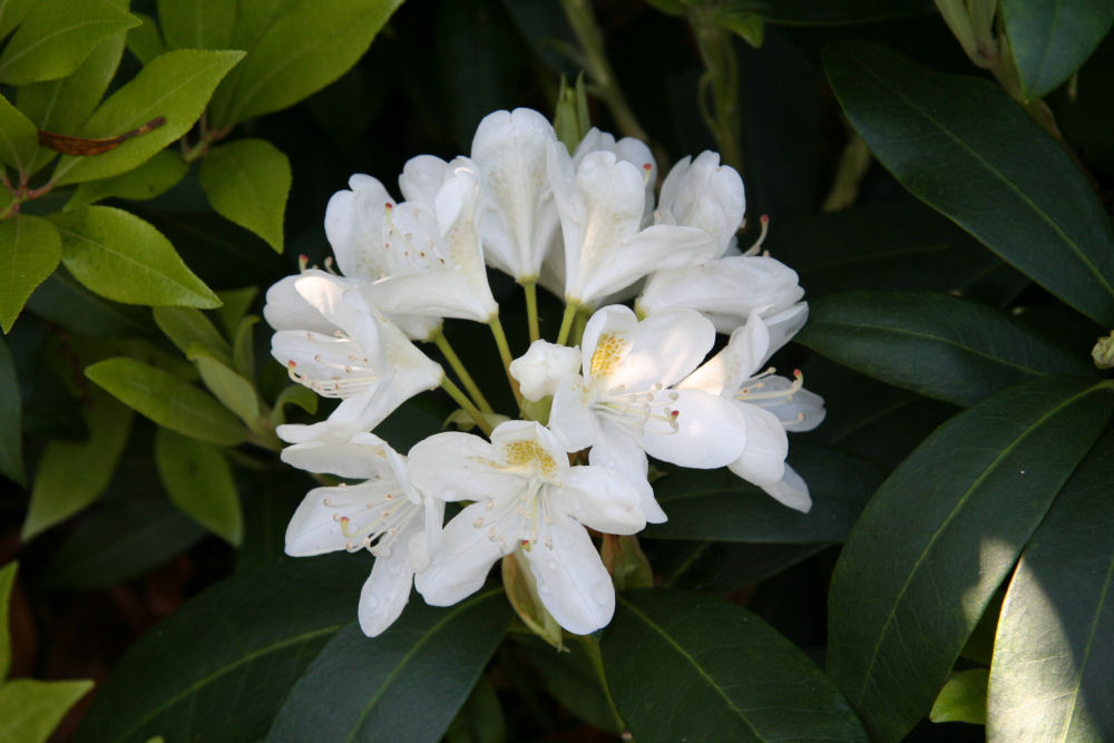 Rhododendron 34 at Our Pleasant Hill Home