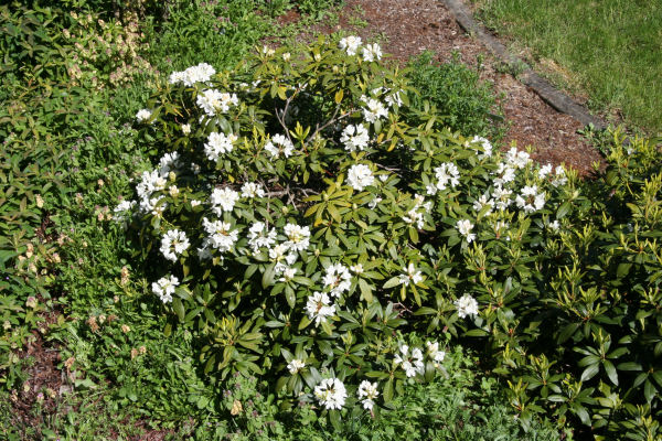 Rhododendron 35