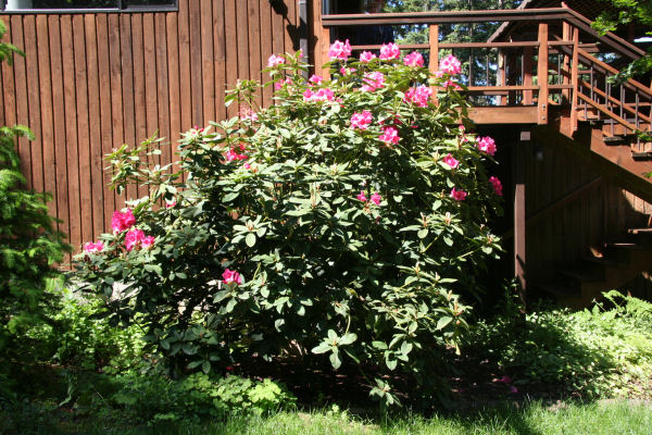 Bernice and Her Rhodys