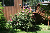 Bernice with Rhododendron 38