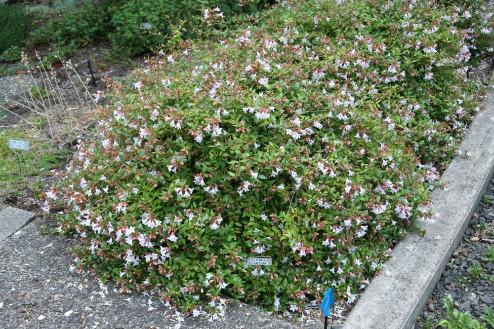 Glossy Abelia at Our Pleasant Hill Home