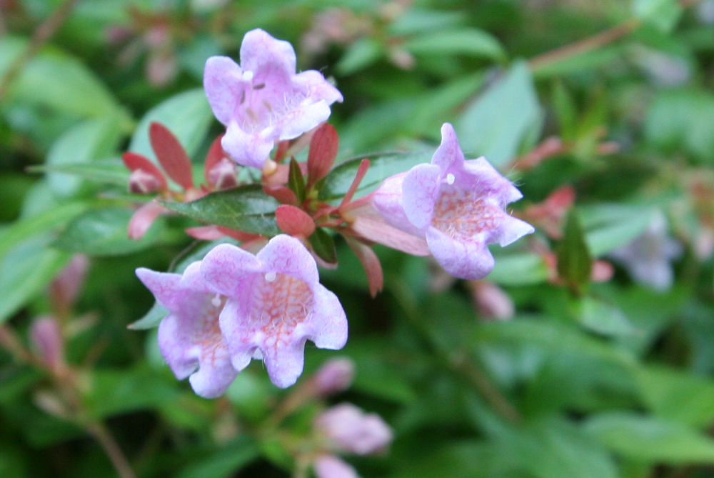 Glossy Abelia at Our Pleasant Hill Home