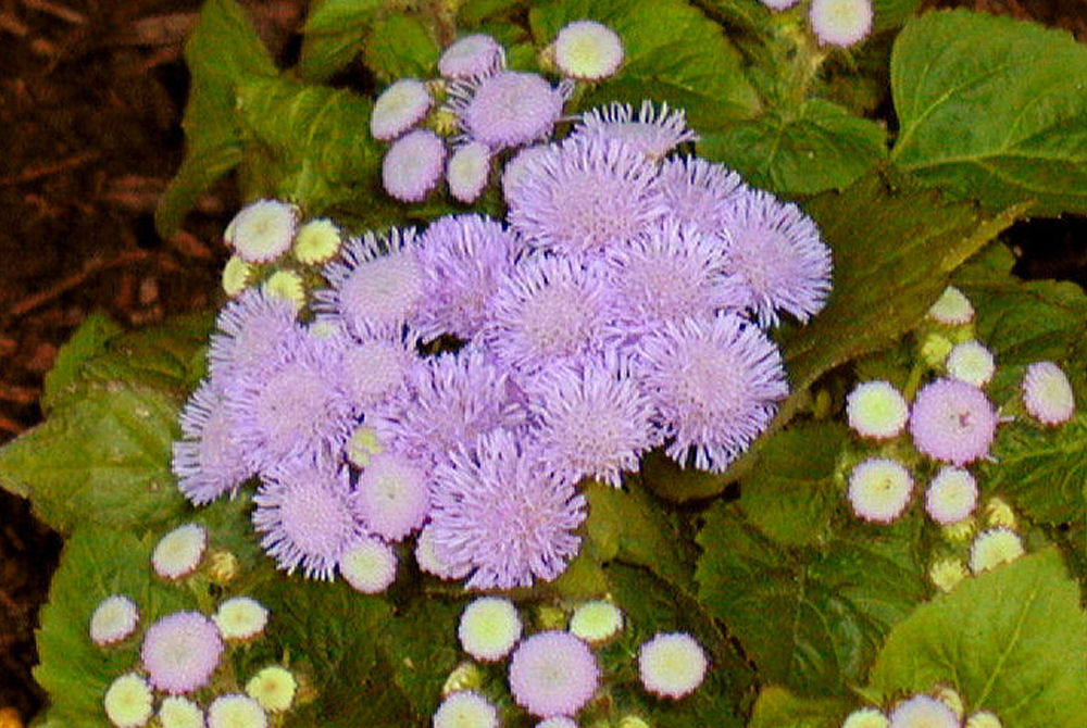 Ageratum at Our Pleasant Hill Home