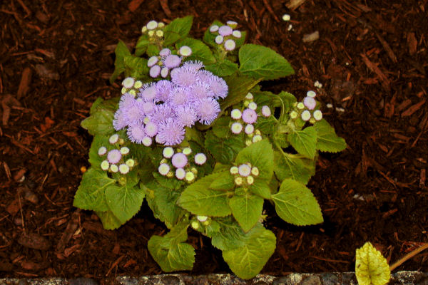 Ageratum