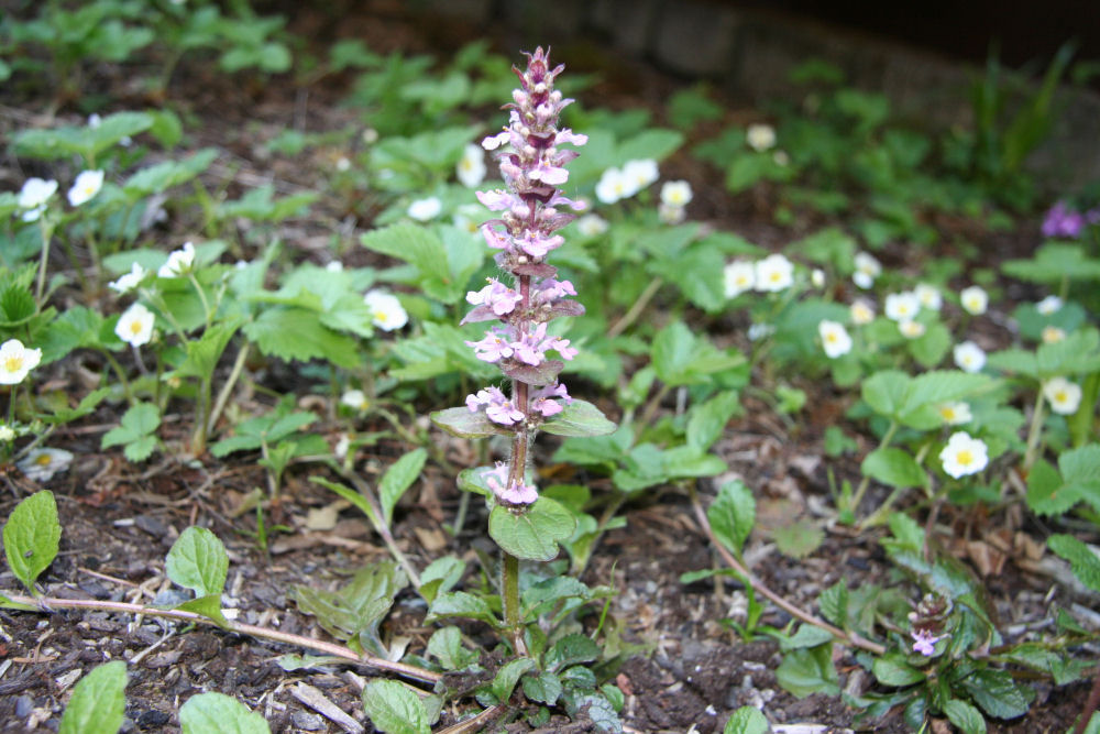 Ajuga Reptans at Our Pleasant Hill Home