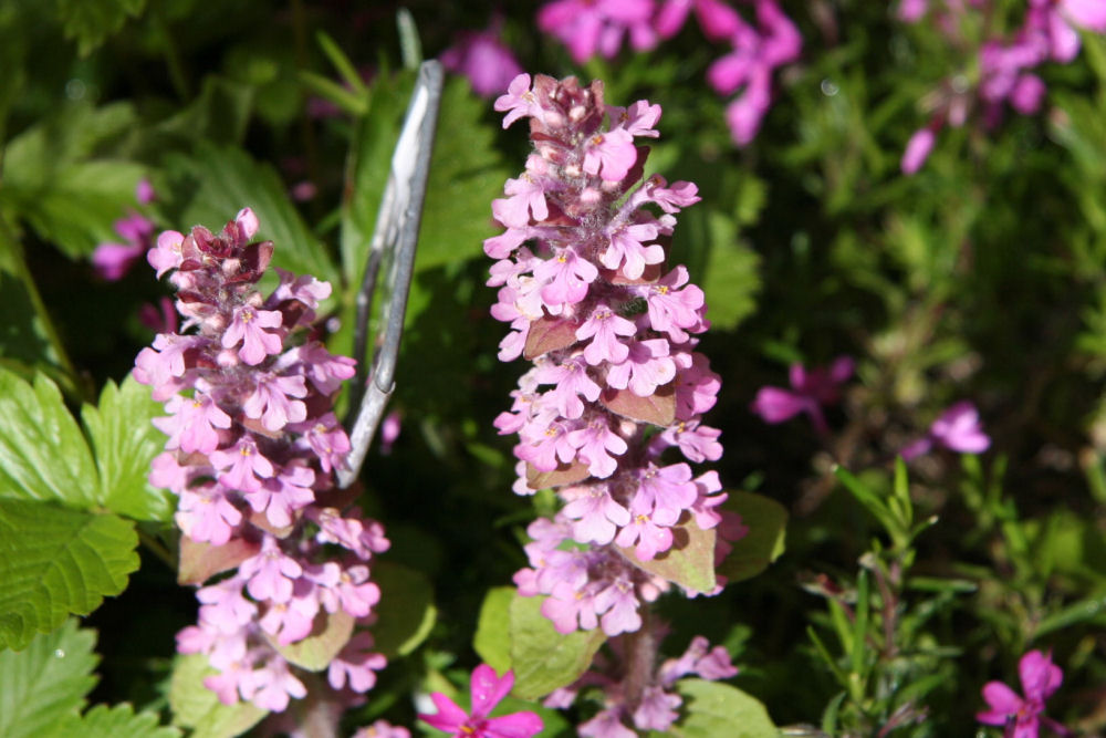 Ajuga Reptans at Our Pleasant Hill Home