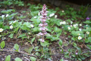 Ajuga, Reptans