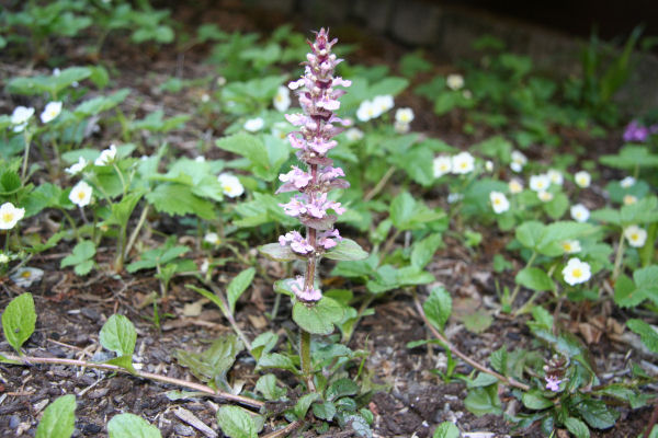 Ajuga Reptans Blooming