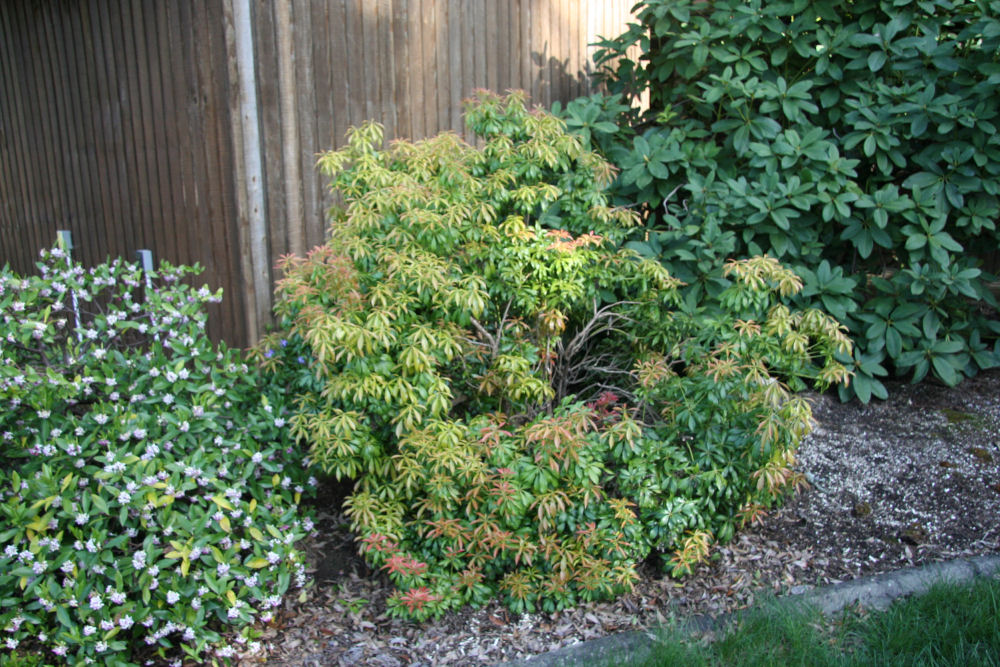 Japanese Andromeda at Our Pleasant Hill Home