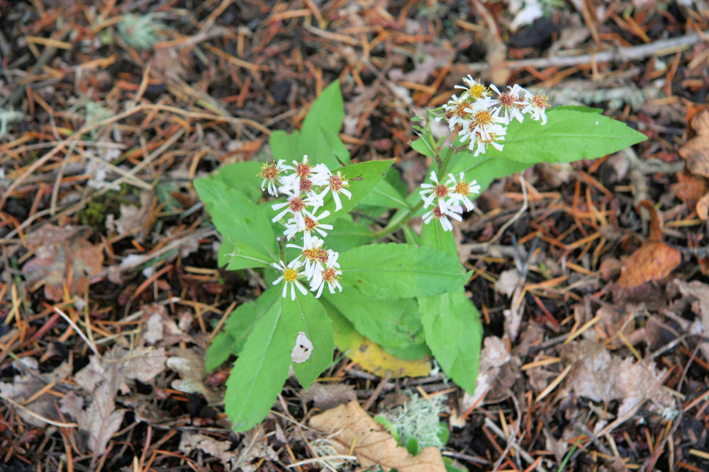 Rough Leaved Aster at Our Pleasant Hill Home