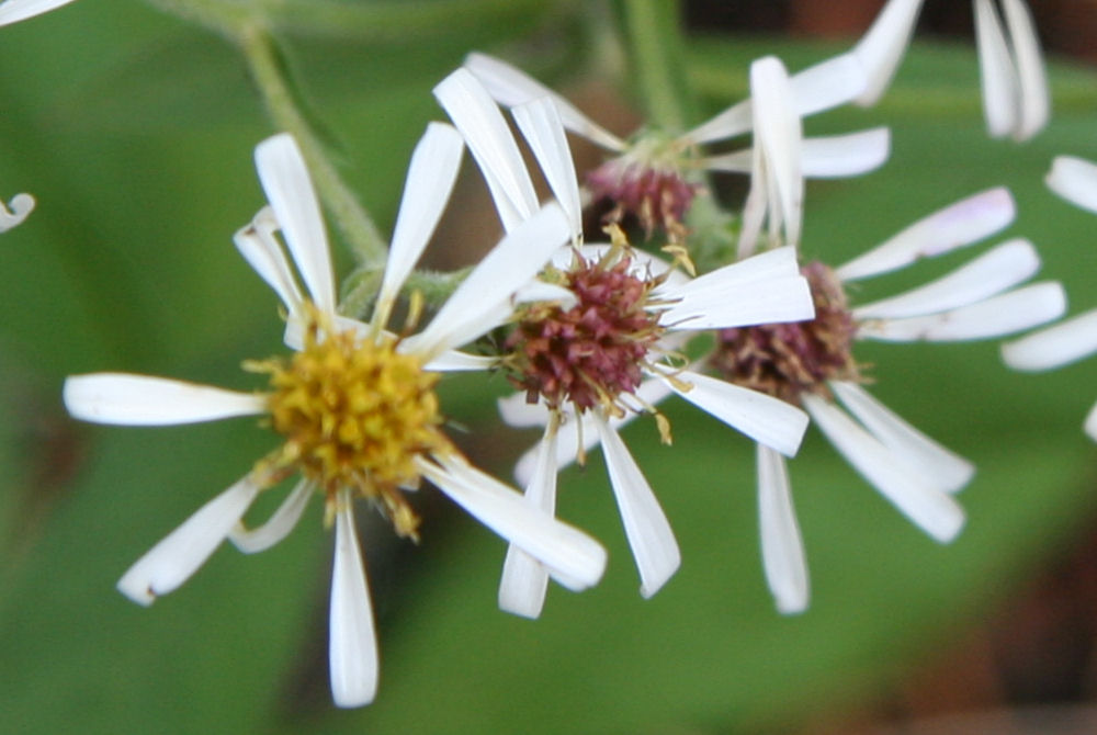 Rough Leaved Aster at Our Pleasant Hill Home