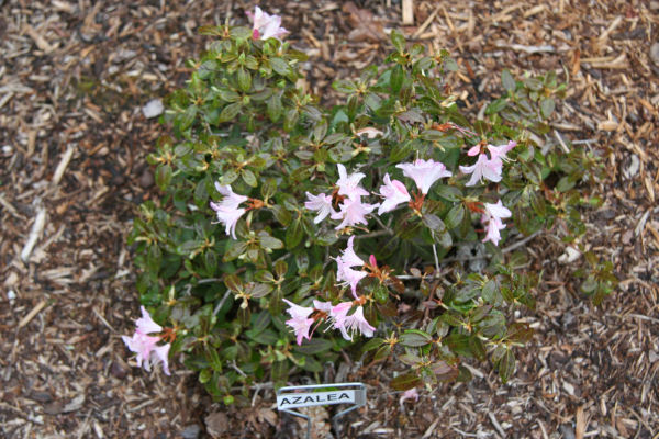 Gumpo Pink Azalea