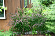 Barberry, Japan