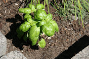 Basil, Sweet Italian