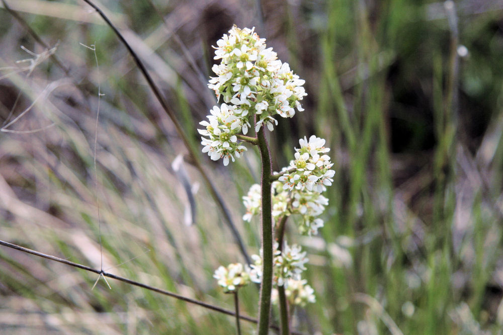 Western Bistort Flower at Our Pleasant Hill Home