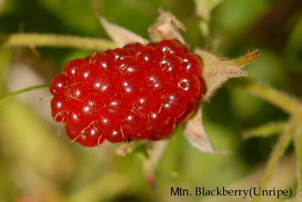 Trailing Blackberry 