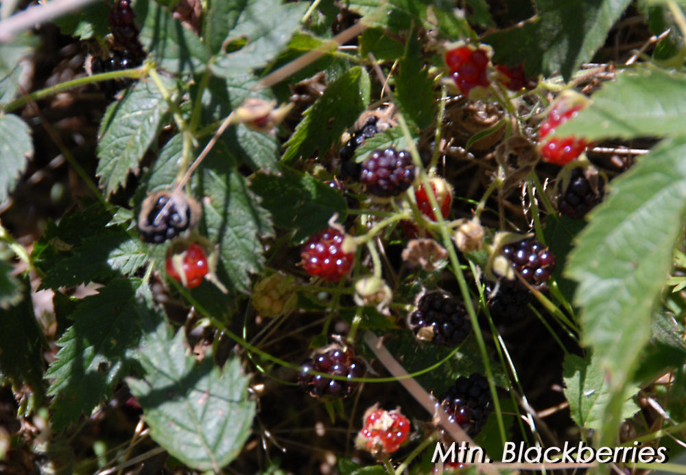 Trailing Blackberry 