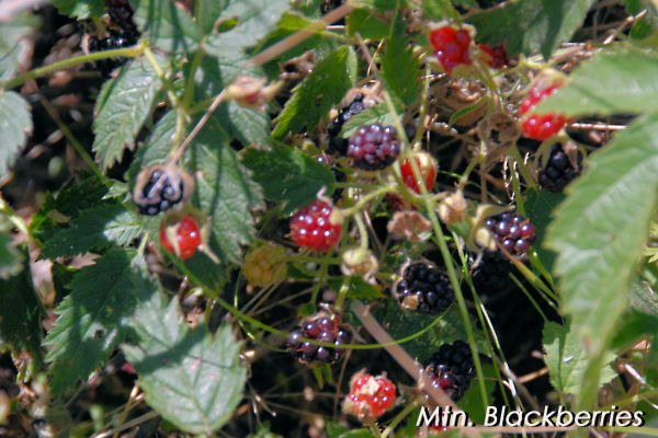 Trailing Blackberry