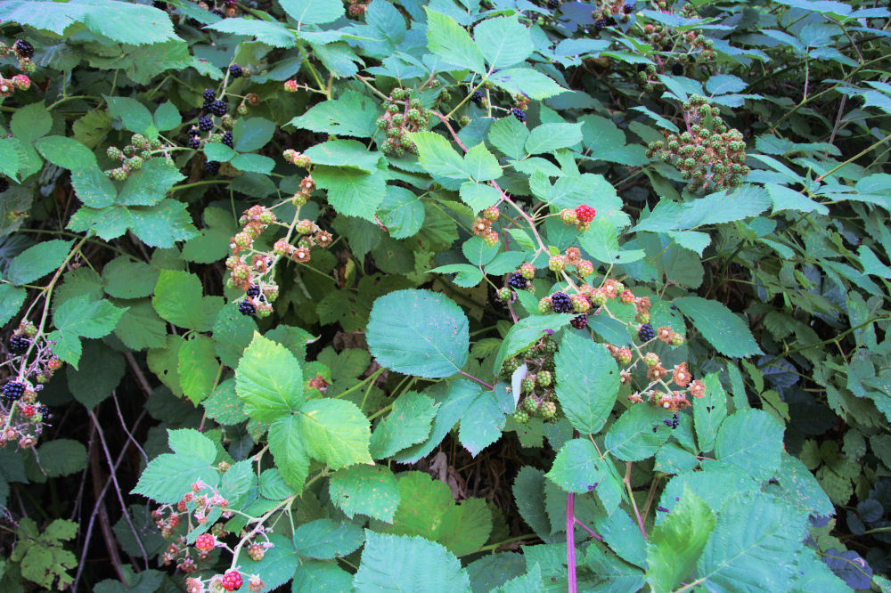 Blackberry at Our Pleasant Hill Home