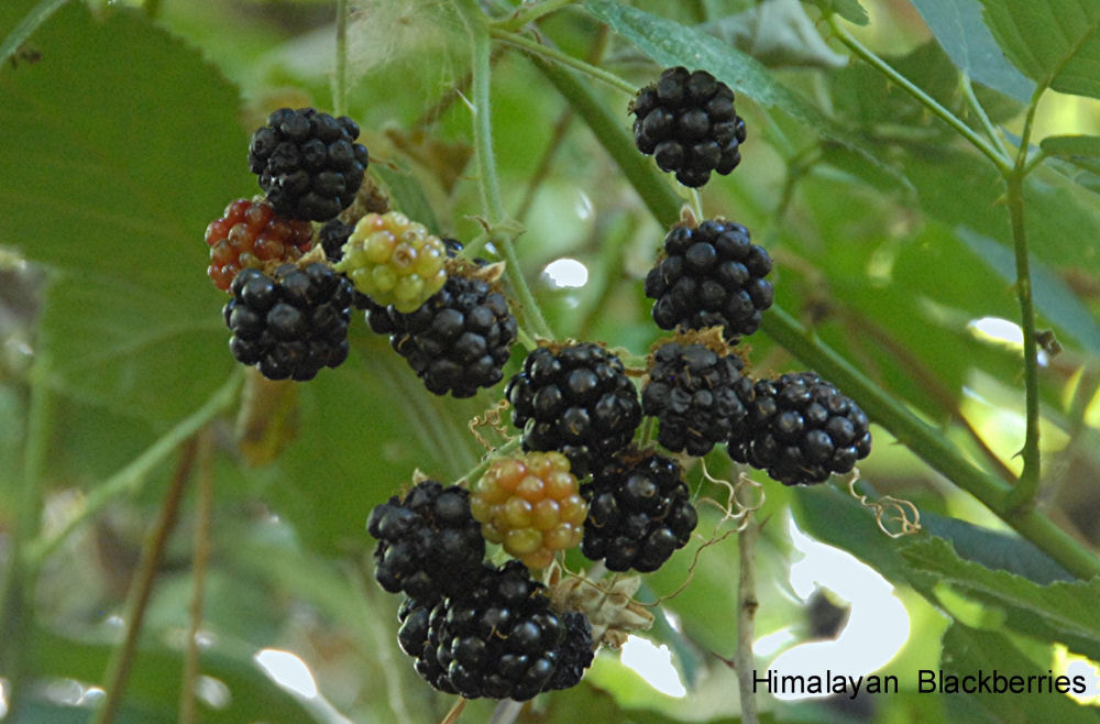 Blackberry at Our Pleasant Hill Home