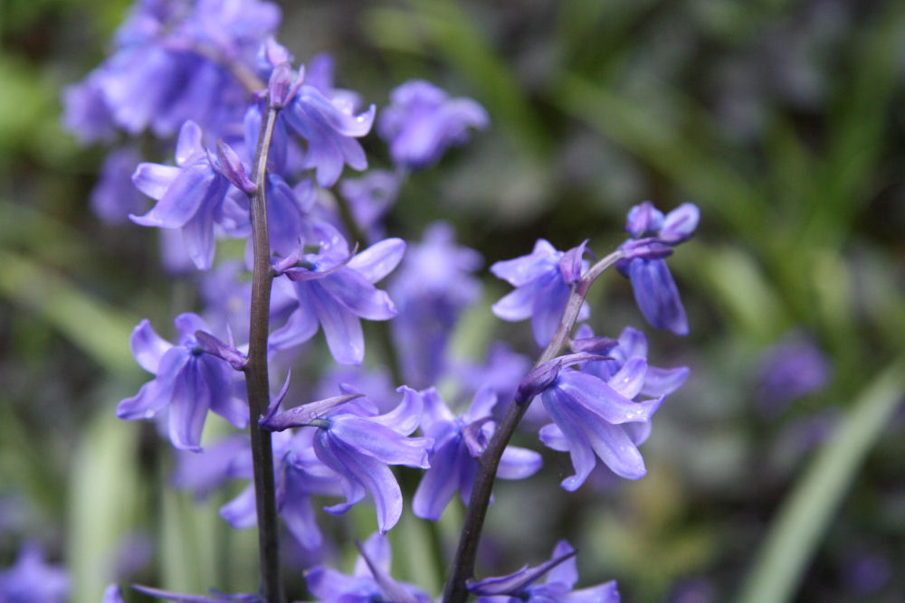 Bluebells at Our Pleasant Hill Home