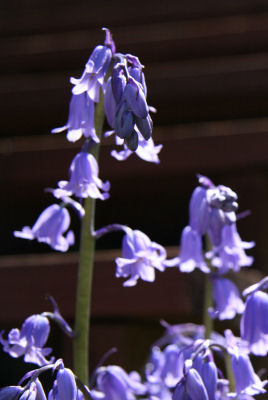 Bluebells