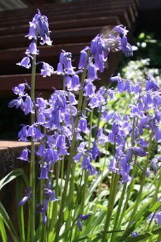 Bluebells