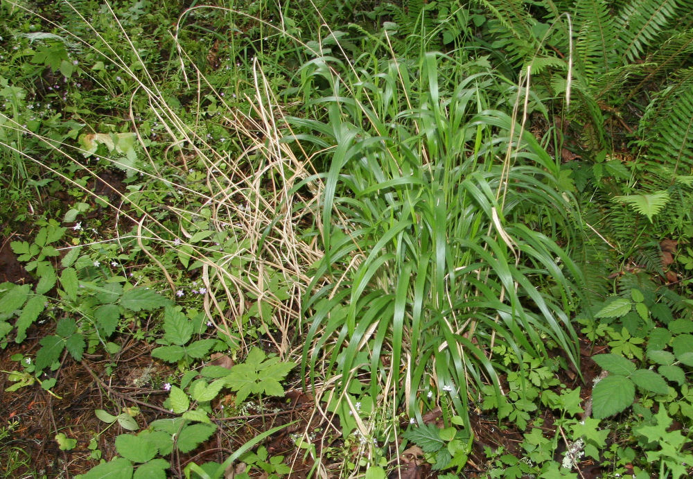 False Brome at Our Pleasant Hill Home