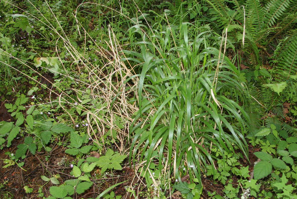 False Brome