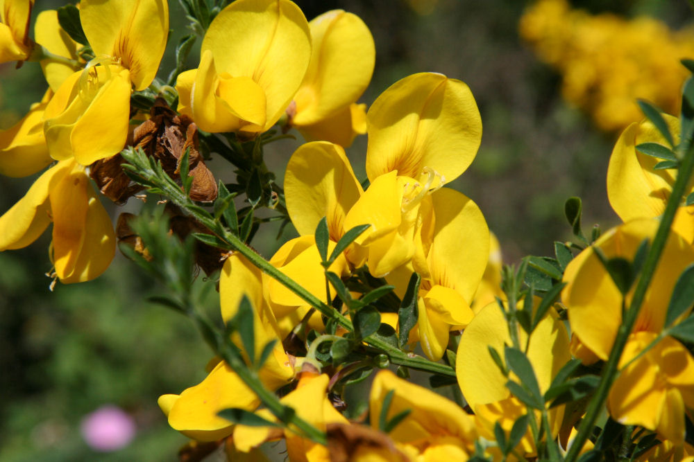 Scotch Broom at Our Pleasant Hill Home
