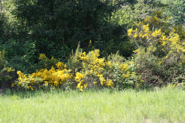 Scotch Broom