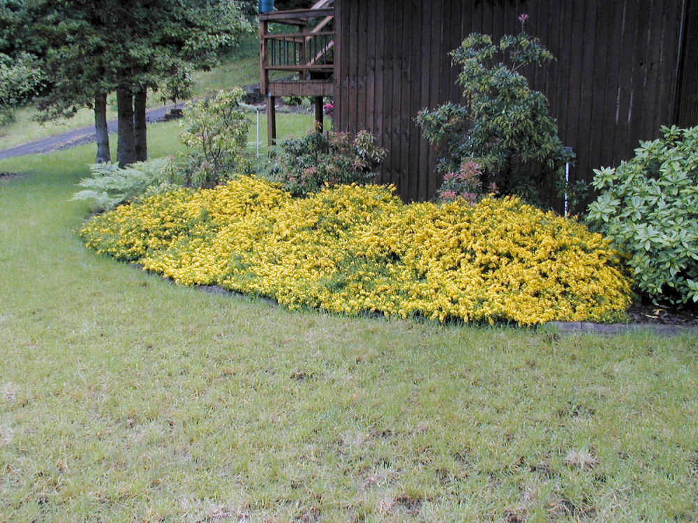 Broom at Our Pleasant Hill Home