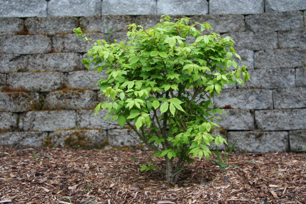 Burning Bush at Our Pleasant Hill Home